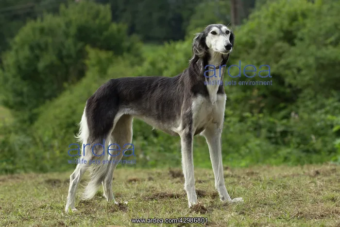  : Dog - Saluki