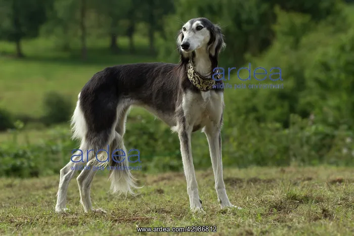  : Dog - Saluki