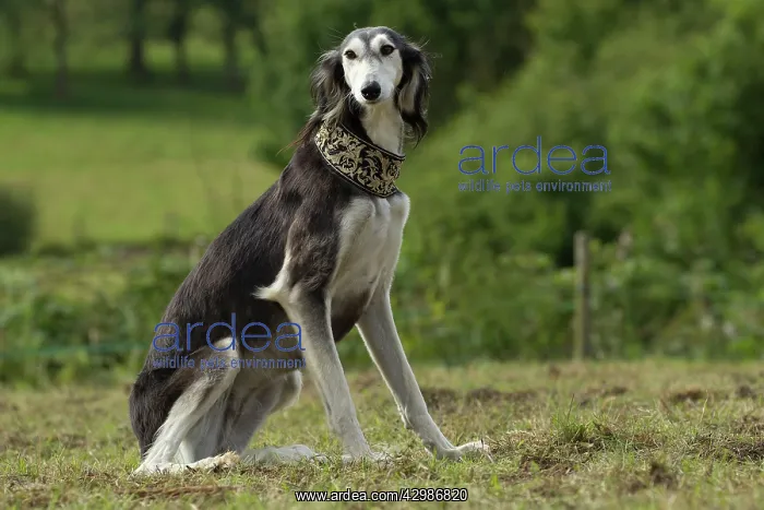  : Dog - Saluki