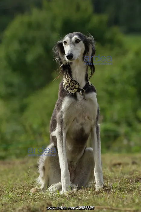  : Dog - Saluki