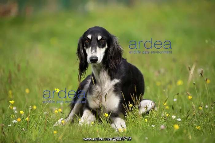  : Dog - Saluki