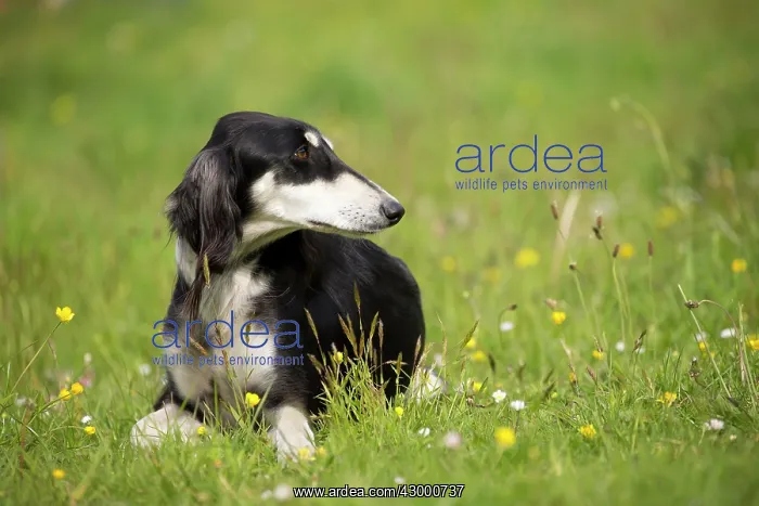  : Dog - Saluki
