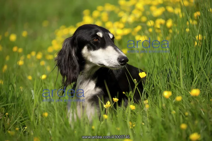  : Dog - Saluki
