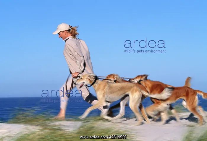 : DOG - Saluki Dogs - Being walked on a beach : DOG - Saluki Dogs - Being walked on a beach