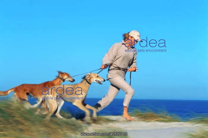 : DOG - Saluki dogs being walked on beach by girl : DOG - Saluki dogs being walked on beach by girl