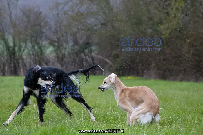  : Dog - Saluki - fighting