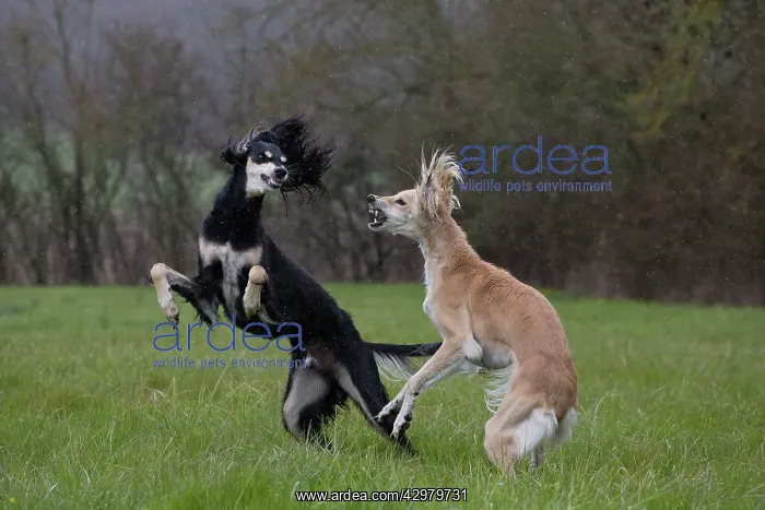  : Dog - Saluki - fighting
