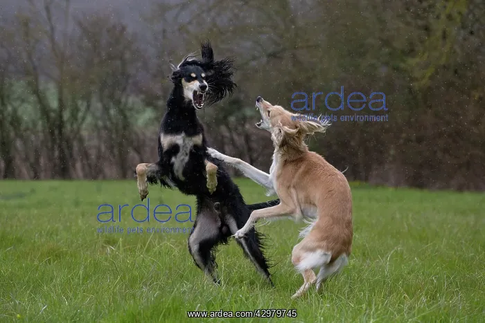  : Dog - Saluki - fighting