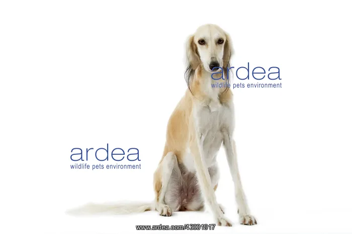 : Dog - Saluki Greyhound : Dog - Saluki Greyhound