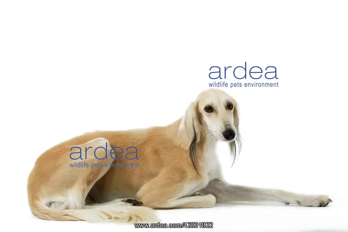 : Dog - Saluki Greyhound : Dog - Saluki Greyhound