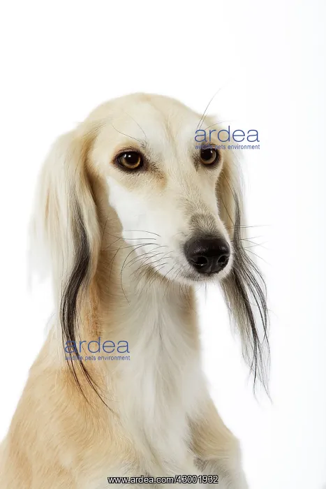 : Dog - Saluki Greyhound : Dog - Saluki Greyhound