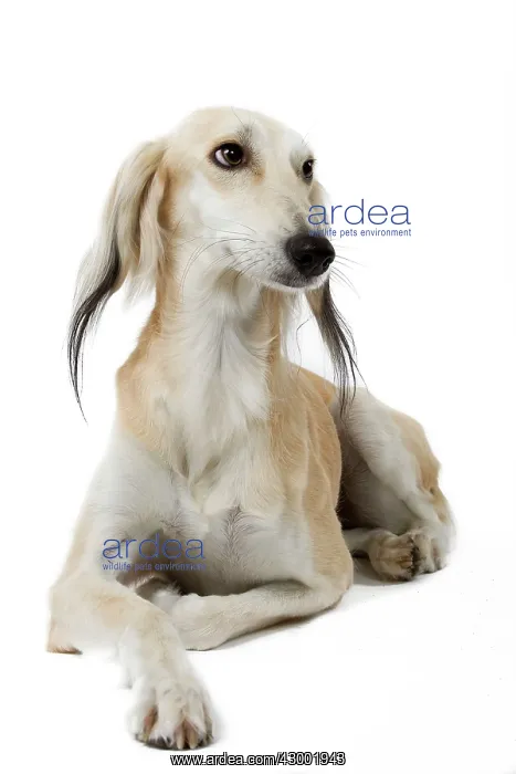 : Dog - Saluki Greyhound : Dog - Saluki Greyhound