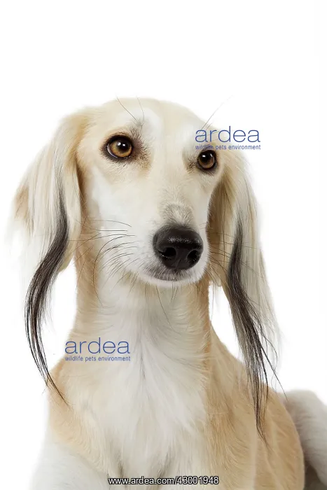 : Dog - Saluki Greyhound : Dog - Saluki Greyhound