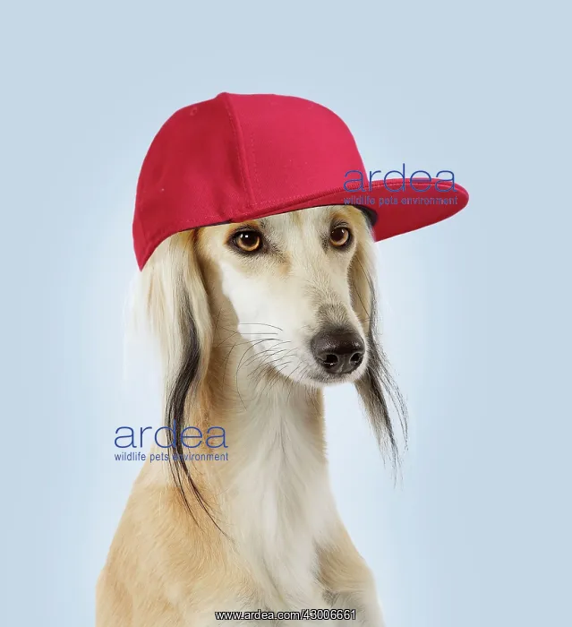 : Dog - Saluki Greyhound - wearing baseball cap / hat : Dog - Saluki Greyhound - wearing baseball cap / hat