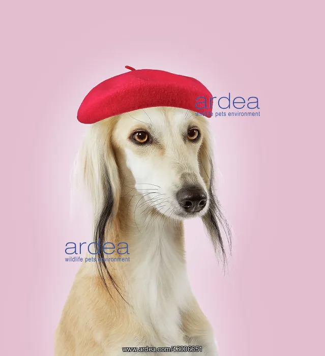 : Dog - Saluki Greyhound - wearing beret hat : Dog - Saluki Greyhound - wearing beret hat