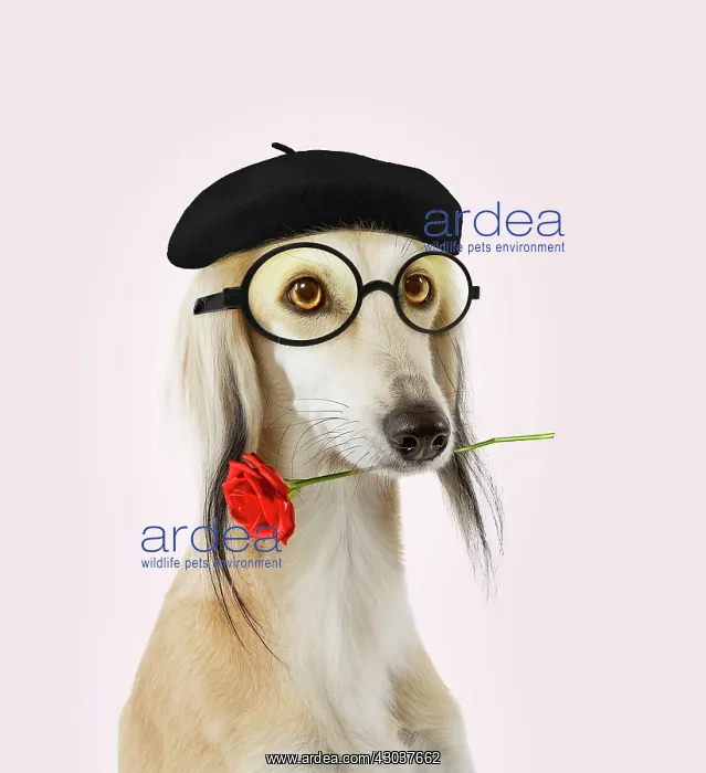 : Dog - Saluki Greyhound - wearing beret hat glasses : Dog - Saluki Greyhound - wearing beret hat glasses