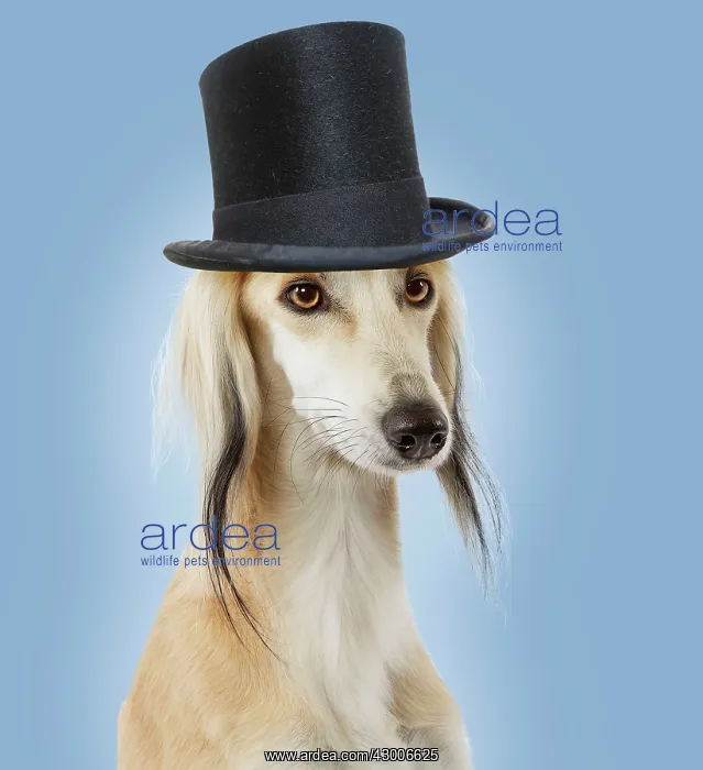  : Dog - Saluki Greyhound - wearing Top Hat