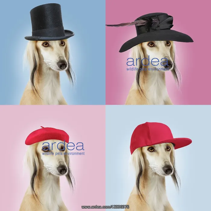 : Dog - Saluki Greyhound - wearing hats - family portrait : Dog - Saluki Greyhound - wearing hats - family portrait