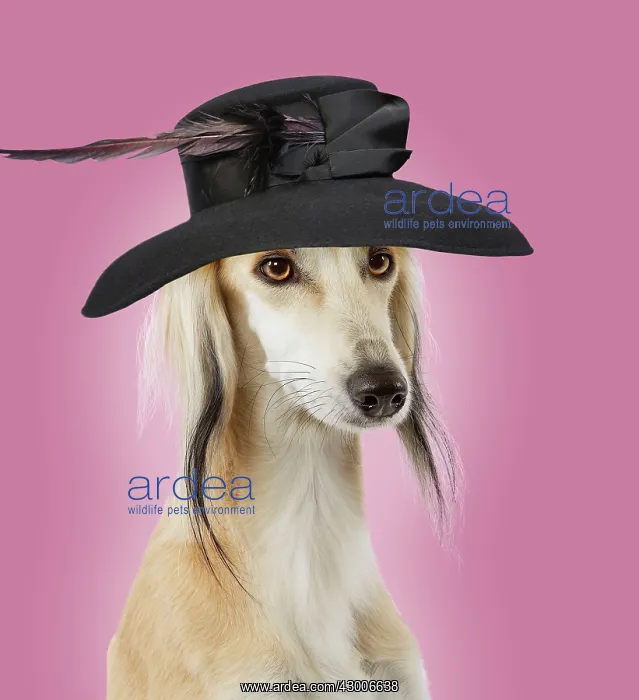 : Dog - Saluki Greyhound - wearing ladies wedding hat : Dog - Saluki Greyhound - wearing ladies wedding hat