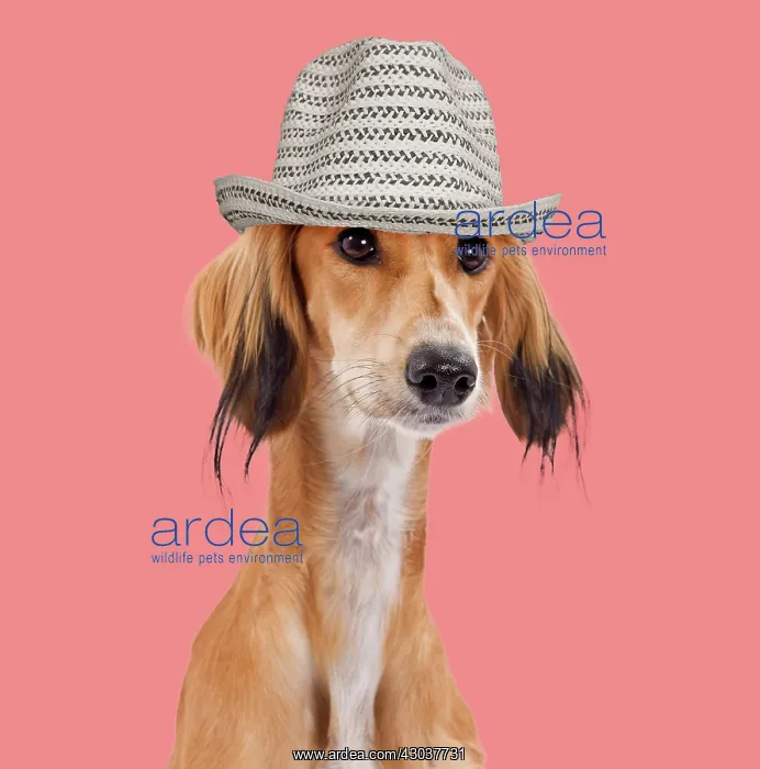 : Dog - Saluki / Persian Greyhound wearing hat Digital : Dog - Saluki / Persian Greyhound wearing hat Digital