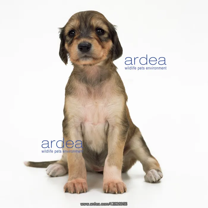  : DOG - Saluki puppy, four weeks old