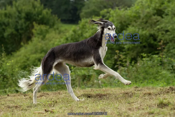  : Dog - Saluki - running