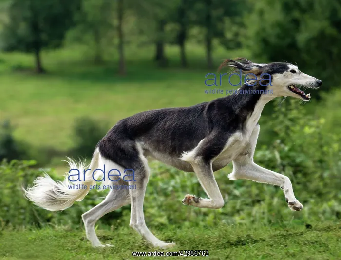  : Dog - Saluki - running