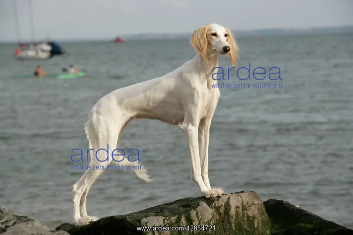  : DOG. Saluki at the waters edge