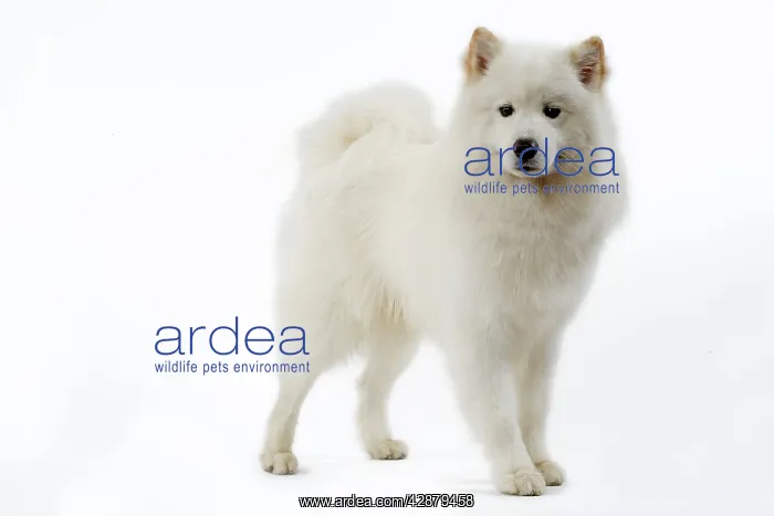 : Dog - Samoyed