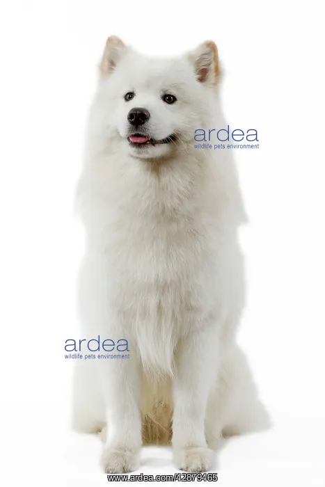  : Dog - Samoyed