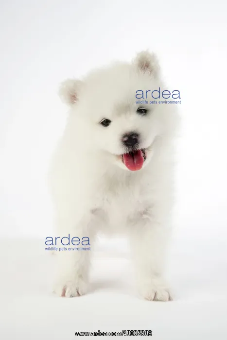  : Dog - Samoyed