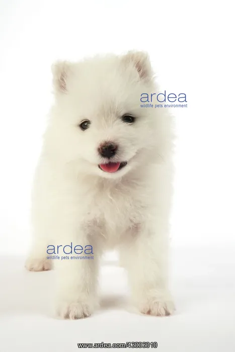 : Dog - Samoyed : Dog - Samoyed