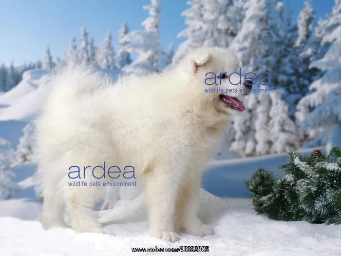  : Dog - Samoyed
