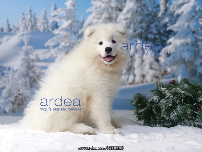  : Dog - Samoyed
