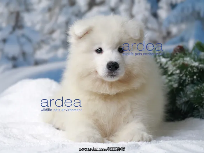  : Dog - Samoyed