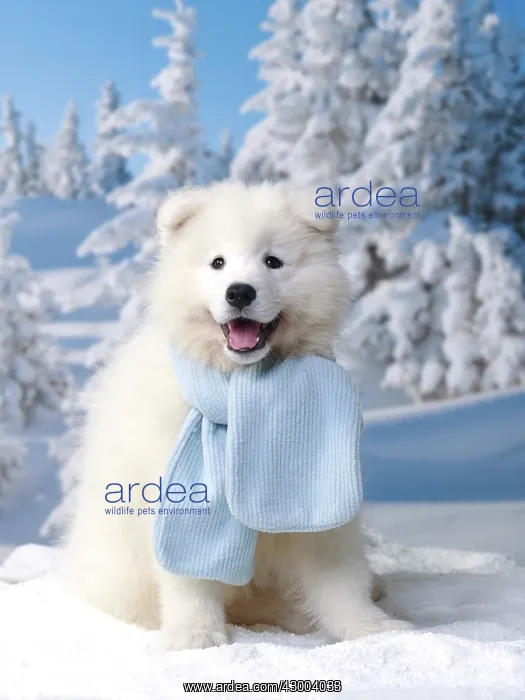 : Dog - Samoyed : Dog - Samoyed