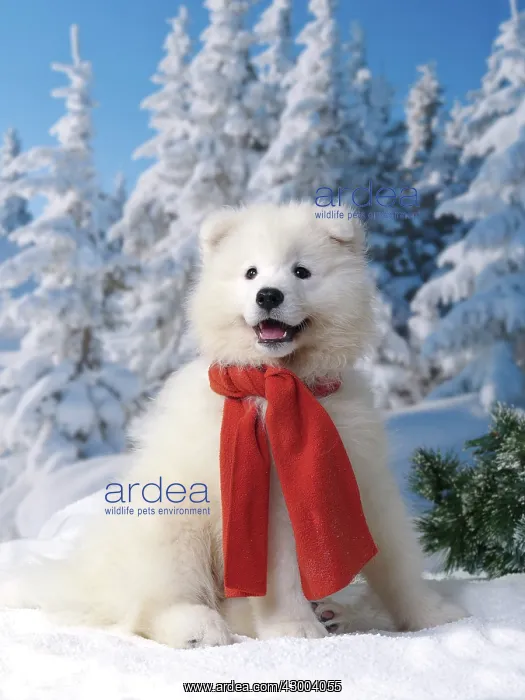 : Dog - Samoyed : Dog - Samoyed