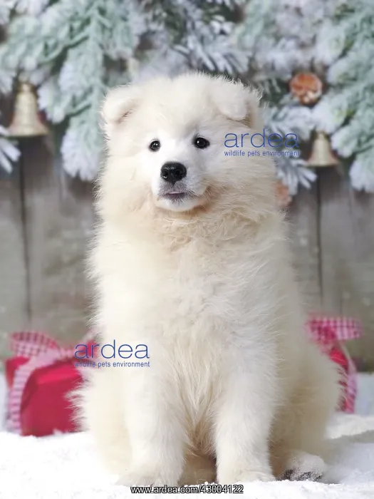 : Dog - Samoyed : Dog - Samoyed