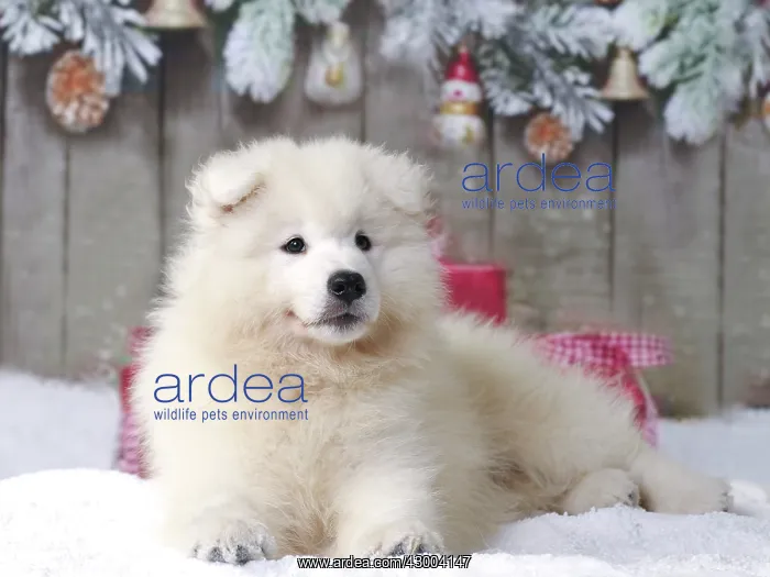 : Dog - Samoyed : Dog - Samoyed