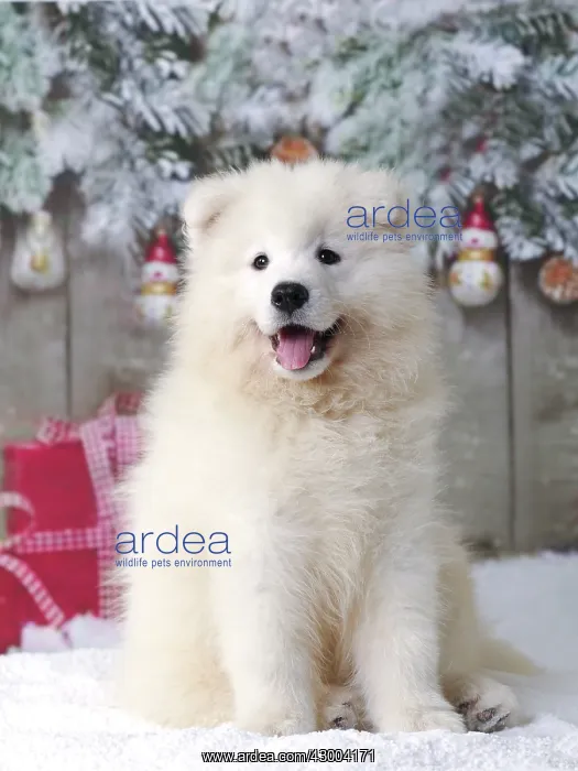 : Dog - Samoyed : Dog - Samoyed