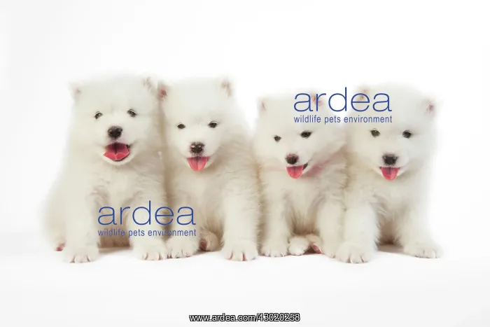  : Dog Samoyed