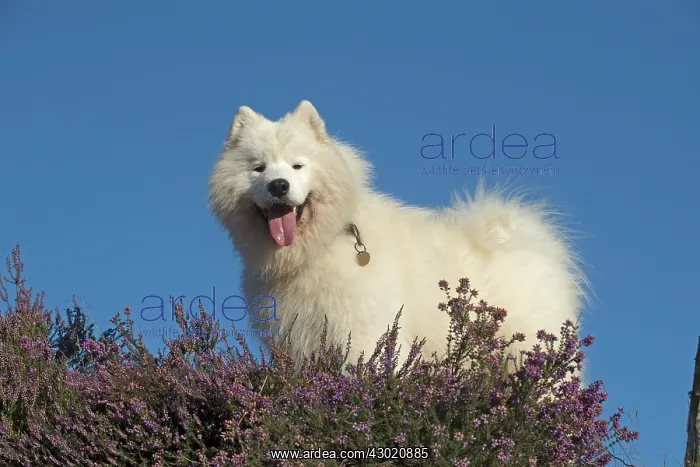  : Dog Samoyed