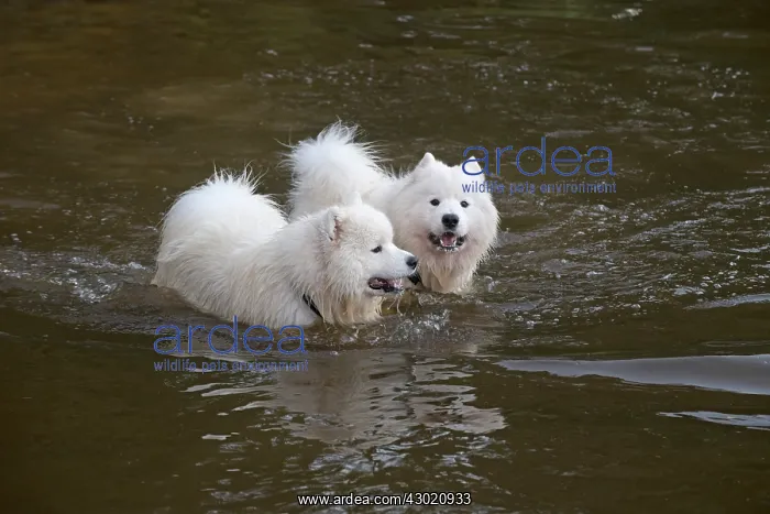 : Dog Samoyed : Dog Samoyed