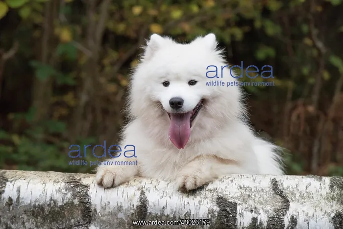 : Dog Samoyed : Dog Samoyed