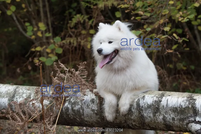 : Dog Samoyed : Dog Samoyed