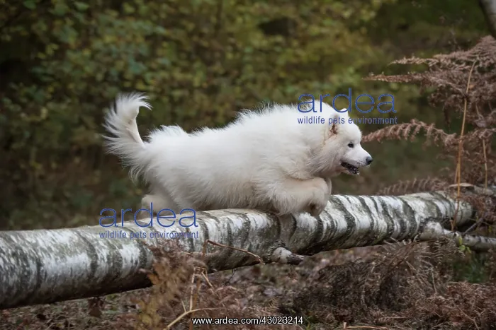 : Dog Samoyed : Dog Samoyed