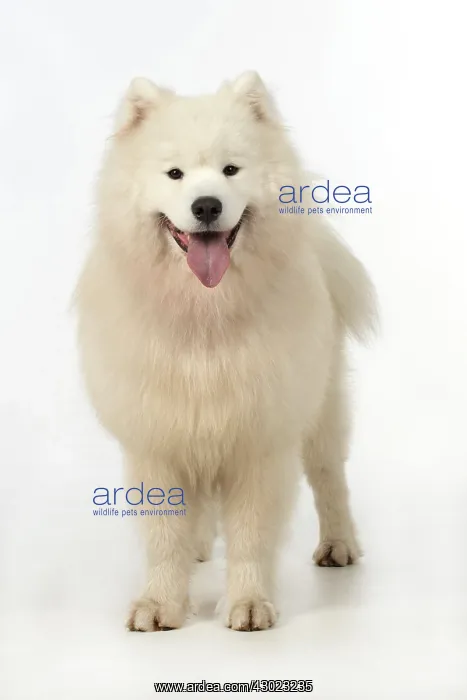  : Dog Samoyed