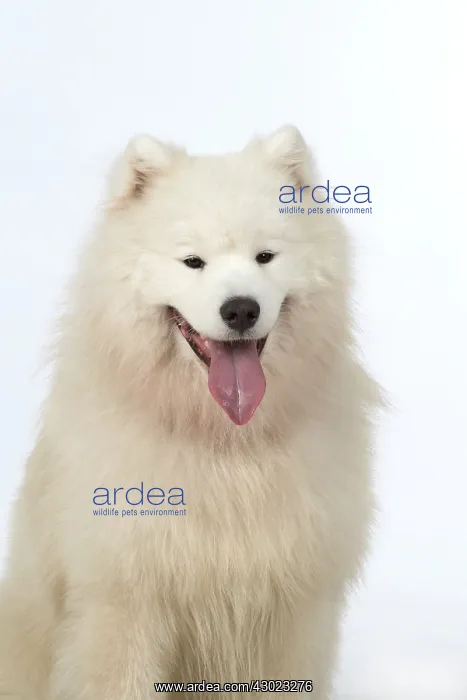 : Dog Samoyed
