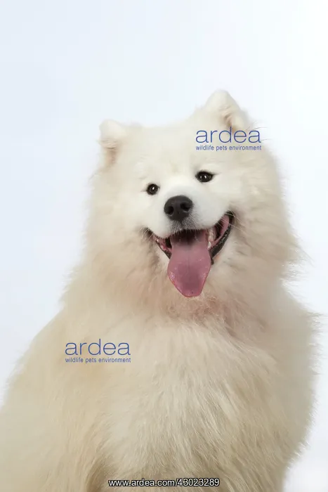  : Dog Samoyed