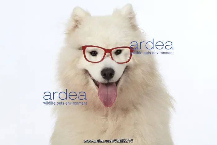  : Dog Samoyed